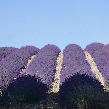 Chez Amali - Stielvolle Ferienwohnung In Der Provence Mit Terrasse 布里尼奥勒 外观 照片